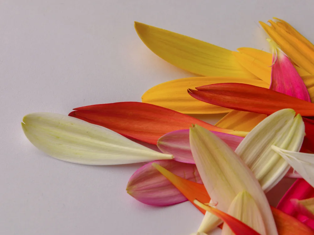 akyurt, engin: pétales de fleurs colorées