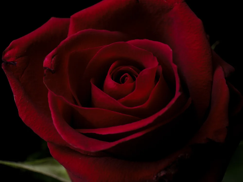 akyurt, engin: macro shot of a beautiful red rose