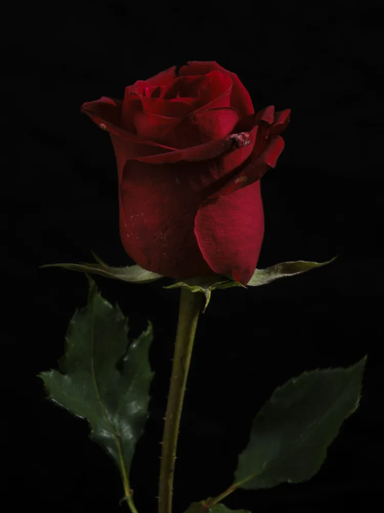 akyurt, engin: una bellissima rosa rossa
