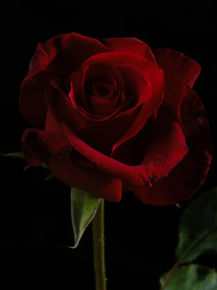 akyurt, engin: una bellissima rosa rossa