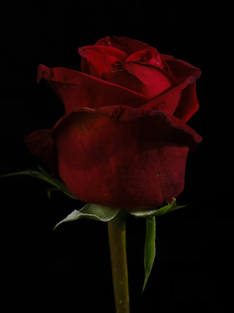 akyurt, engin: una bellissima rosa rossa
