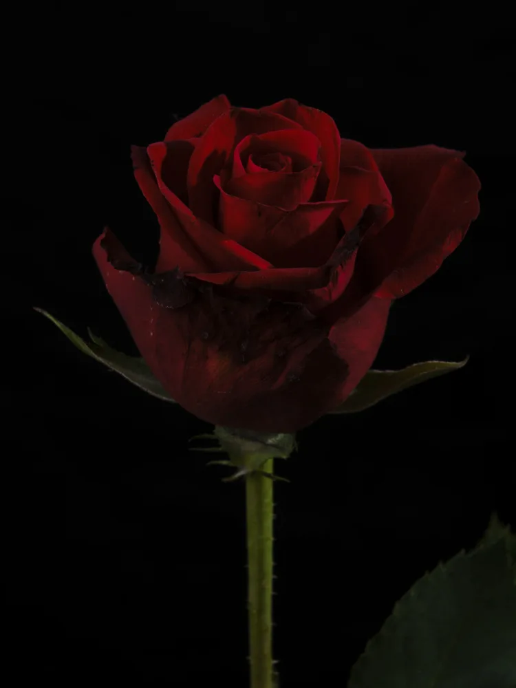 akyurt, engin: une belle rose rouge