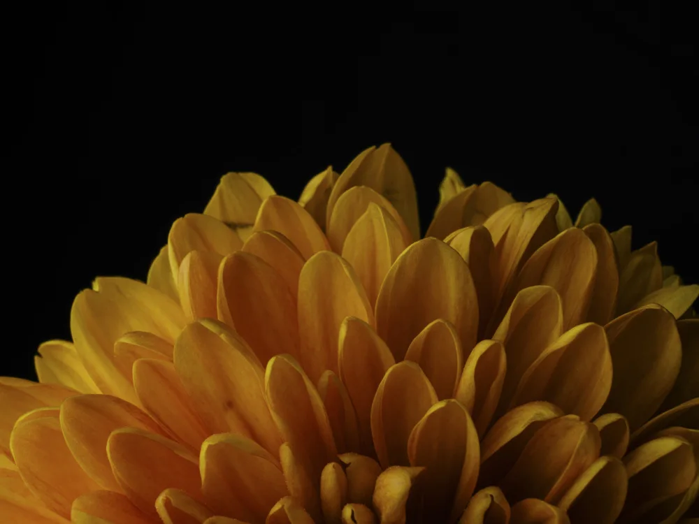 akyurt, engin: ripresa macro di un bel fiore giallo