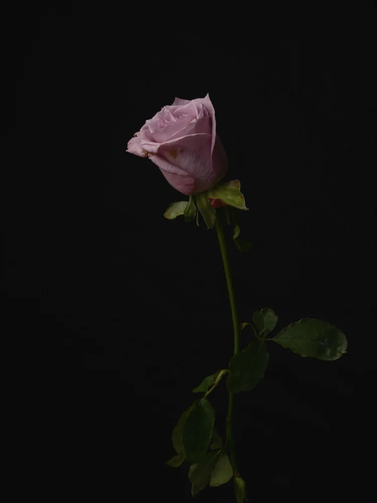 akyurt, engin: Rose rose
