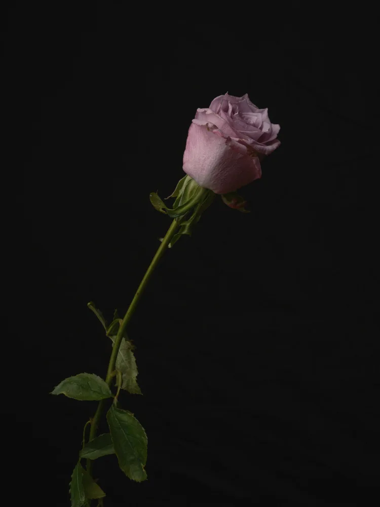 akyurt, engin: Pinke Rose