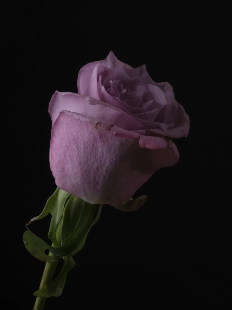 akyurt, engin: Pinke Rose