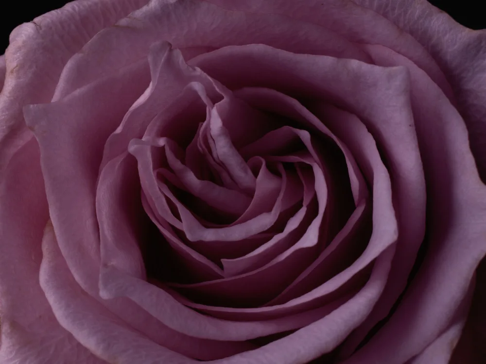 akyurt, engin: Rosa Rosa