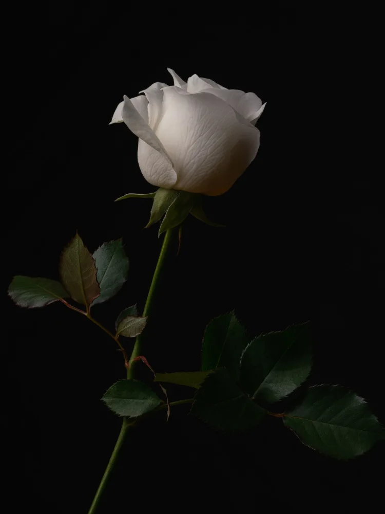 akyurt, engin: weiße Rose