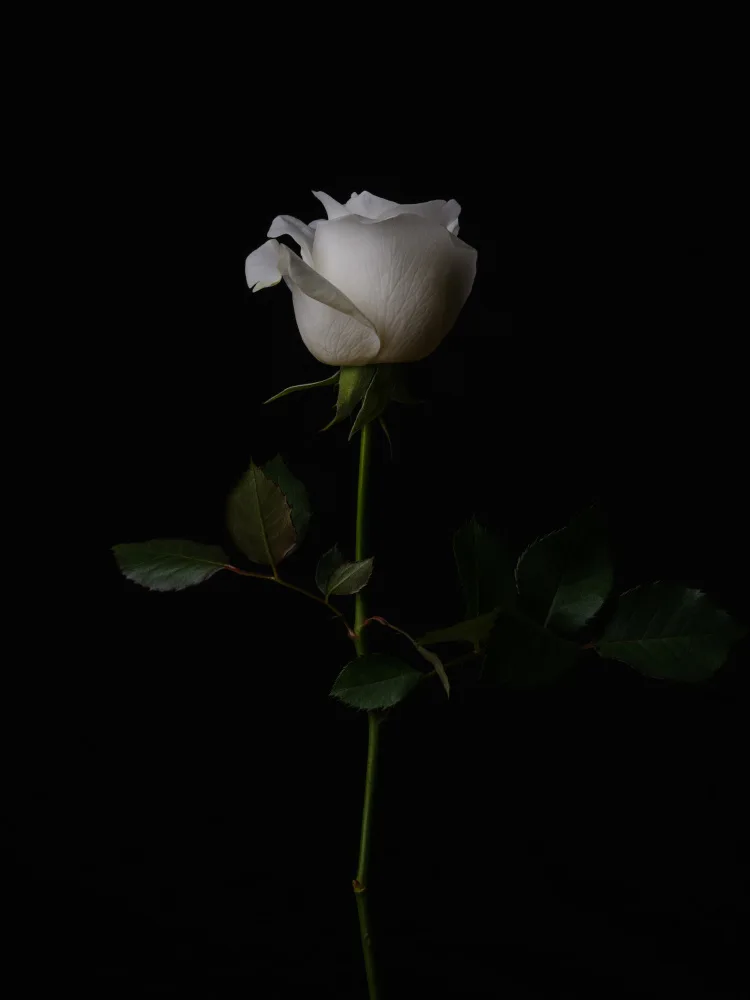 akyurt, engin: rosa Bianca