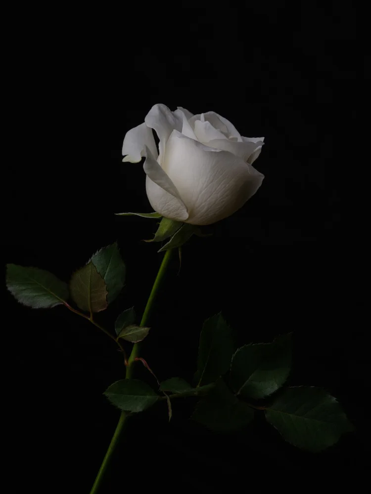 akyurt, engin: rosa Bianca