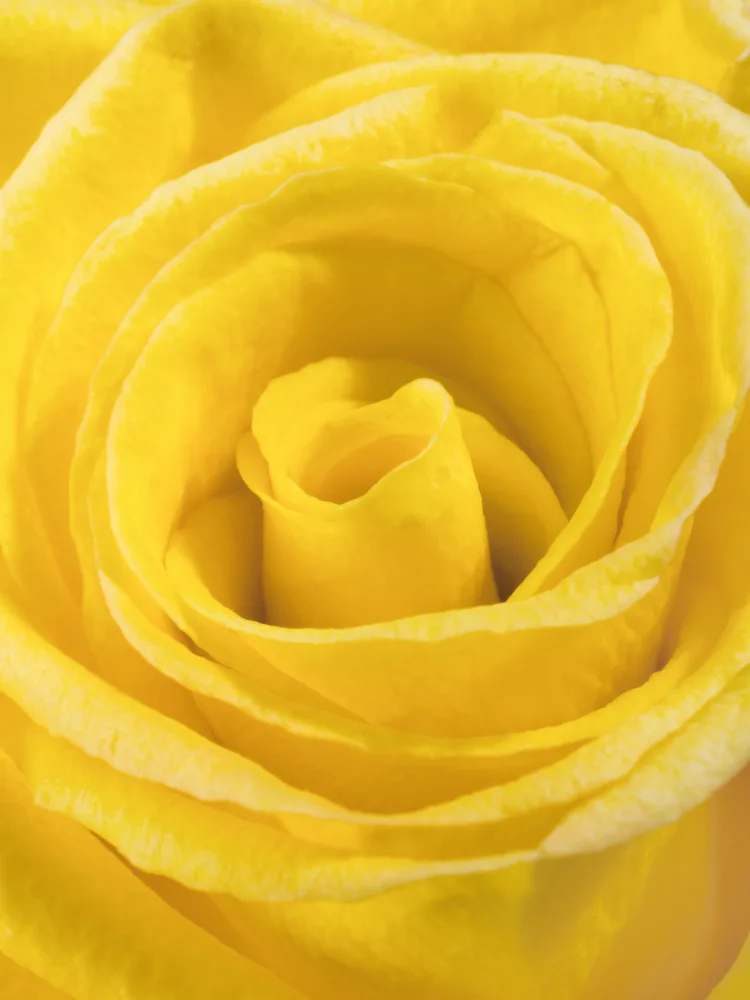 akyurt, engin: yellow rose