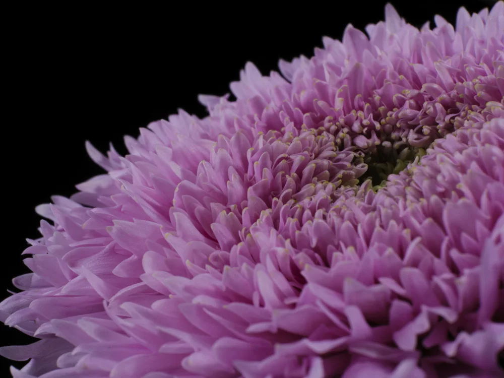 akyurt, engin: bellissimo fiore rosa