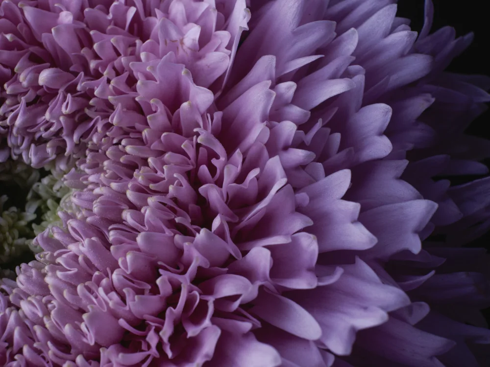 akyurt, engin: bellissimo fiore rosa