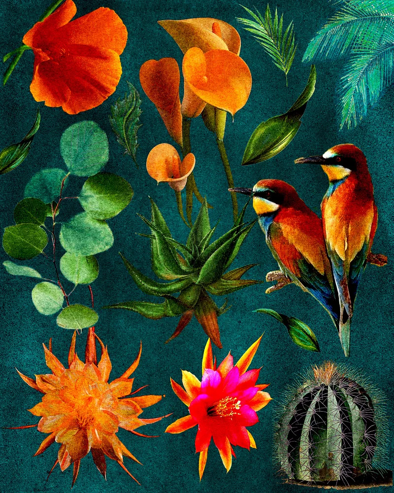 nicolo, giovanna: Cactus Collage.png
