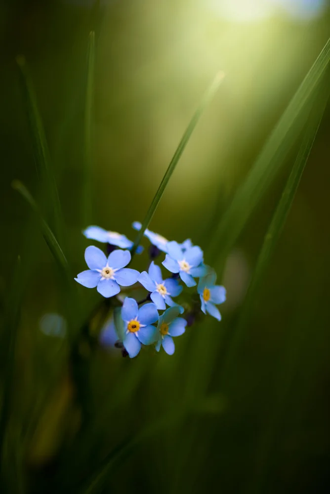 Kazun, Andrii: Forget-me-not
