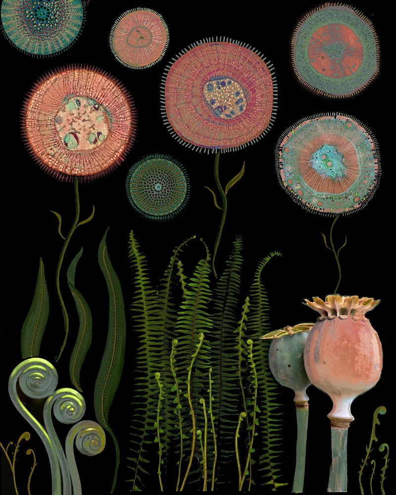 nicolo, giovanna: Poppy Garden.png