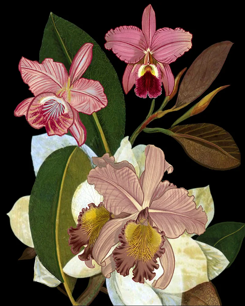 nicolo, giovanna: Orchids for Phyllis Botanical Art Print.png