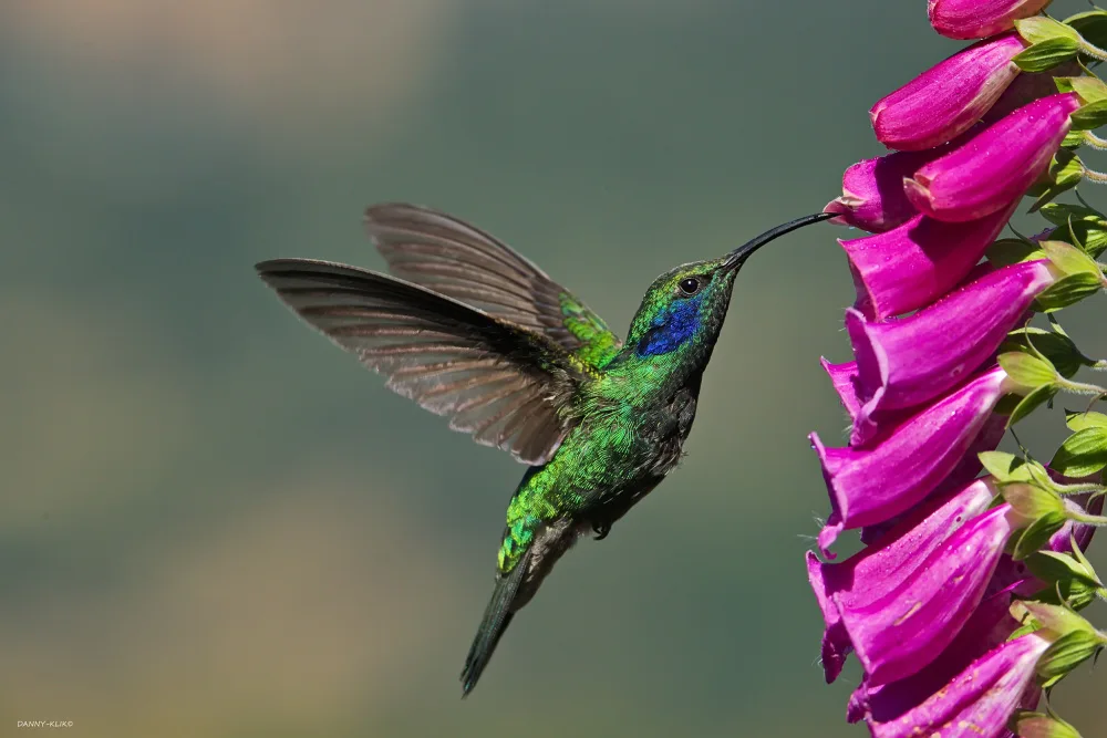 Gdalevitz, Dan: Colibrì dal mento nero