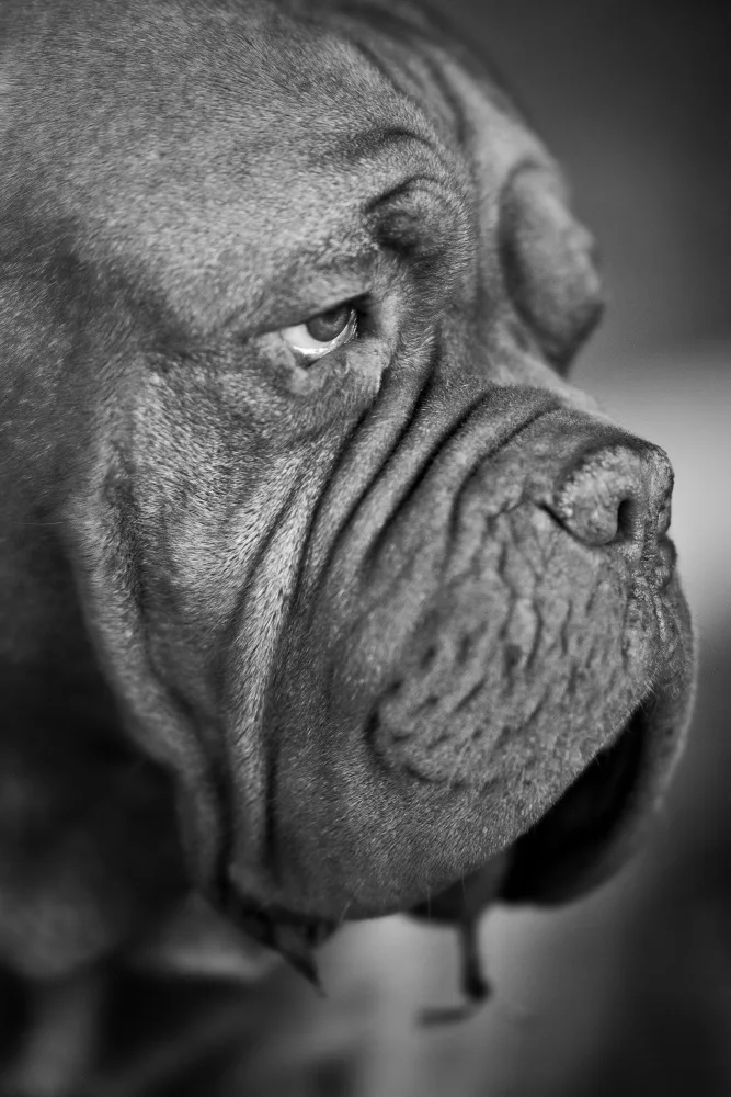 akyurt, engin: ritratto del cane