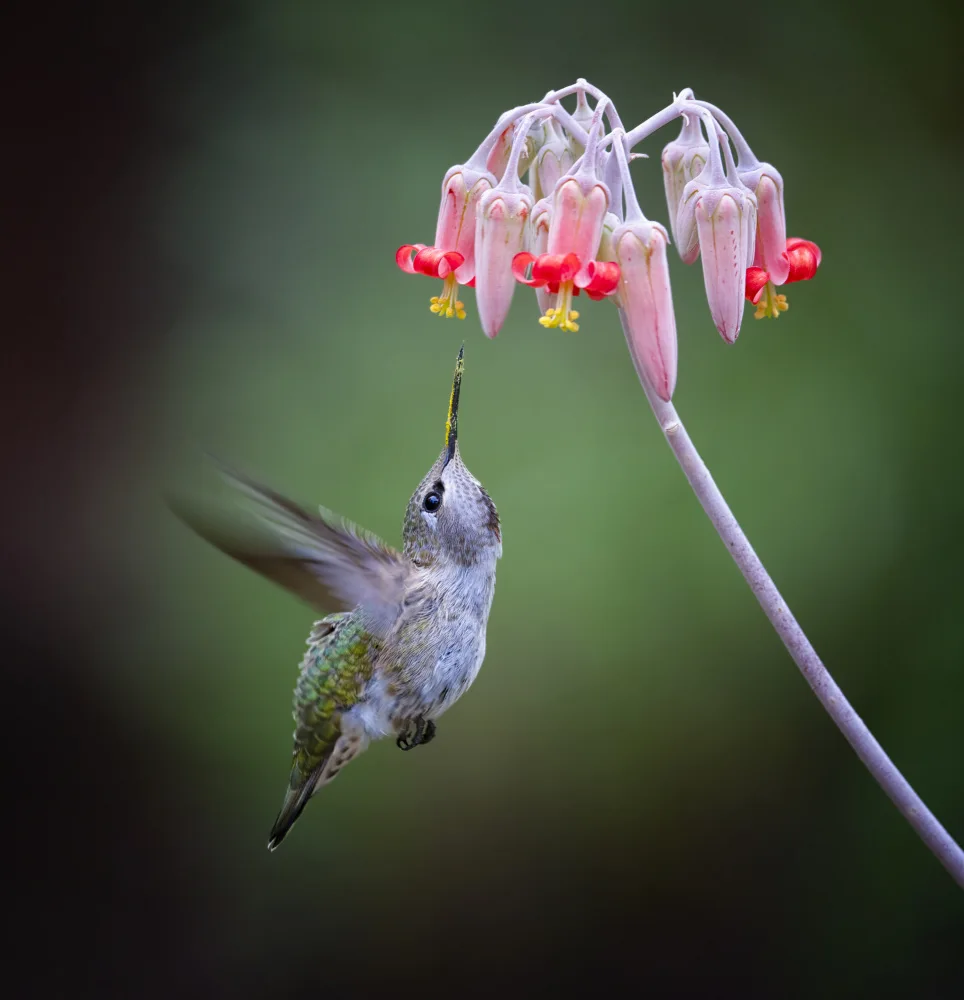 Huang, Xiaojian: A Pollinator