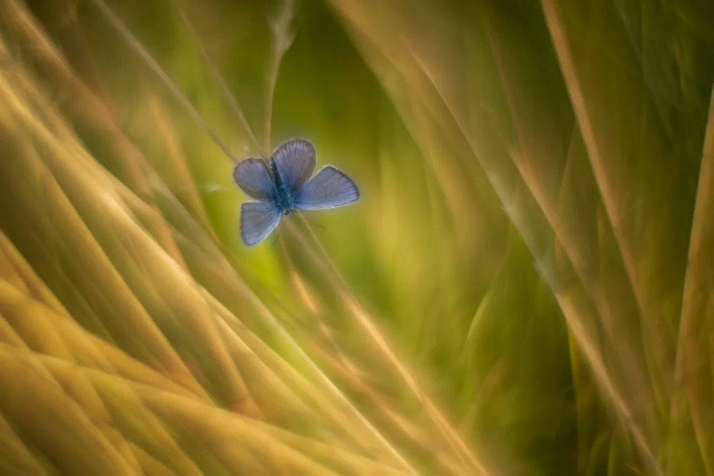 Haaksma, Piet: Silvery Blue
