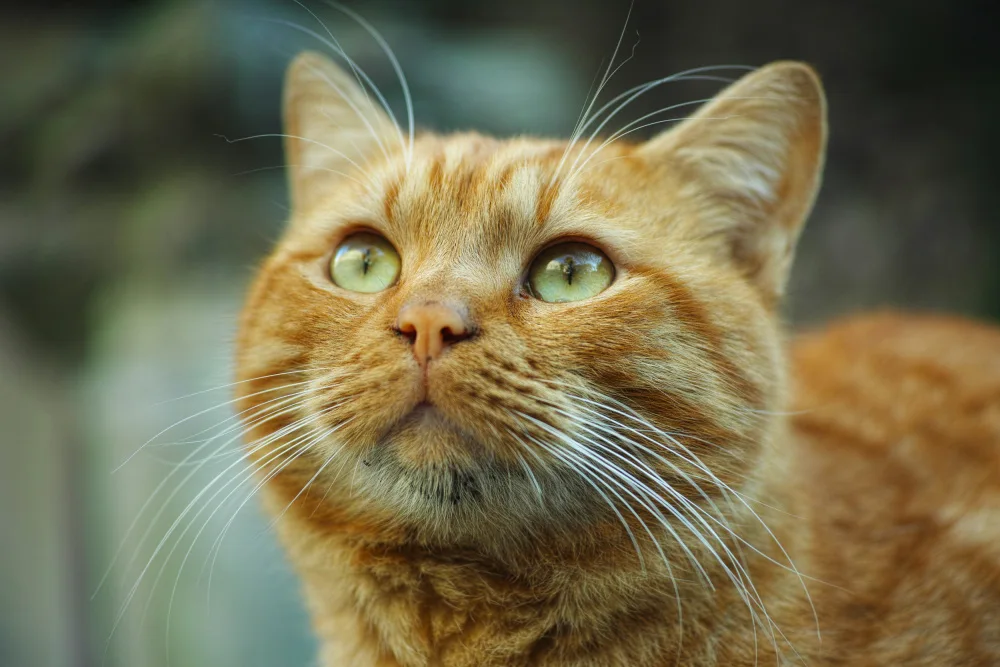 akyurt, engin: gatto rosso
