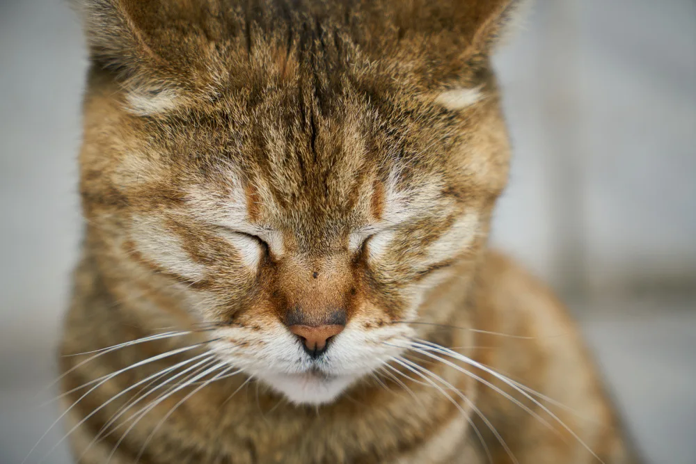 akyurt, engin: getigerte Katze