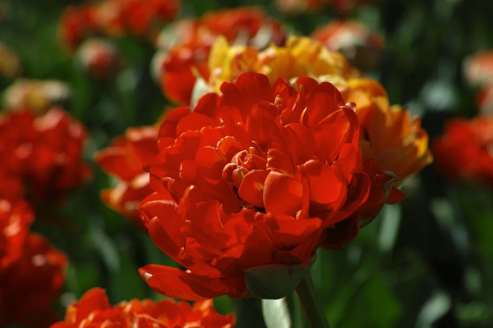 akyurt, engin: tulipani colorati
