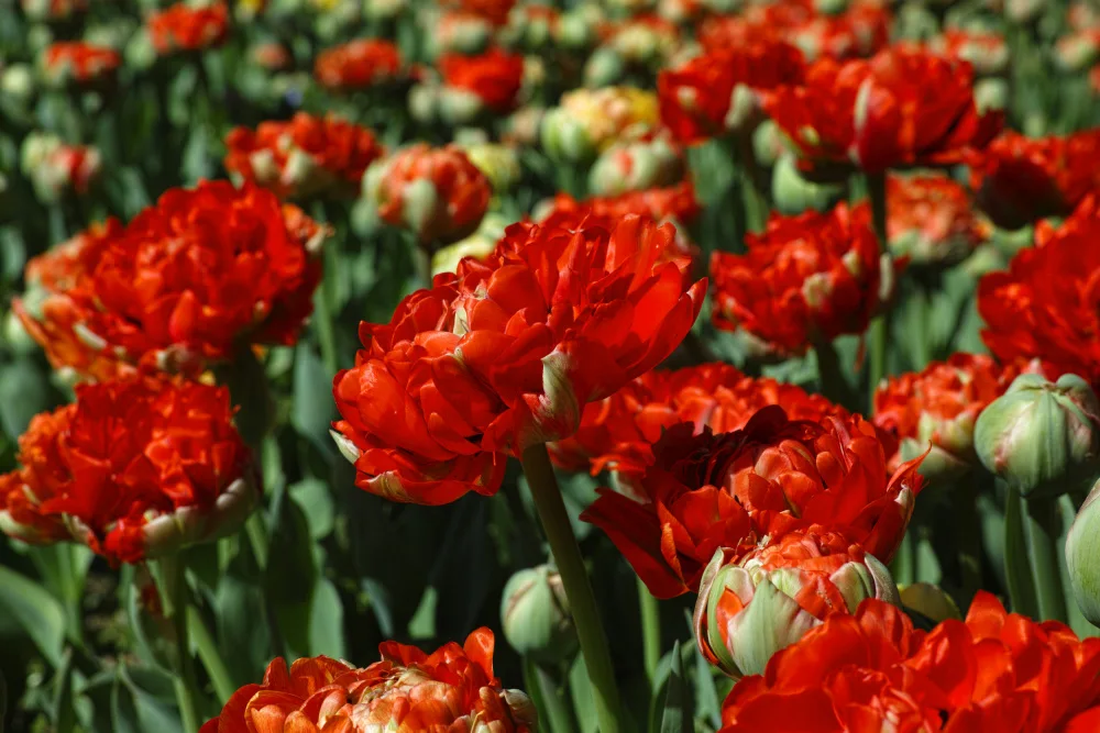 akyurt, engin: colorful tulips