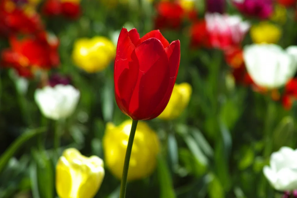 akyurt, engin: tulipani colorati