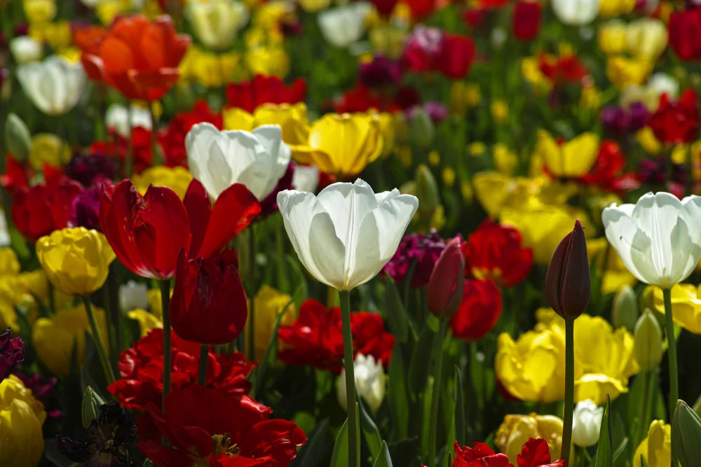akyurt, engin: tulipani colorati