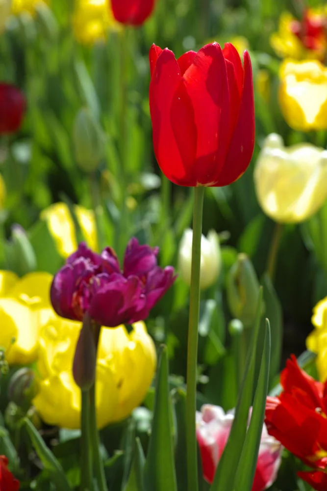 akyurt, engin: tulipani colorati