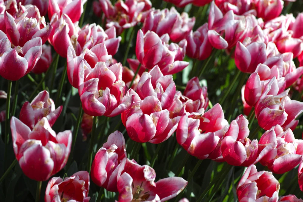 akyurt, engin: tulipani colorati