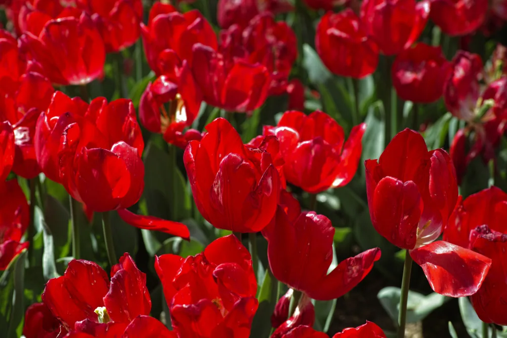 akyurt, engin: bunte Tulpen