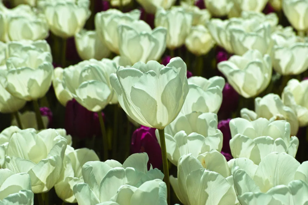 akyurt, engin: barevné tulipány