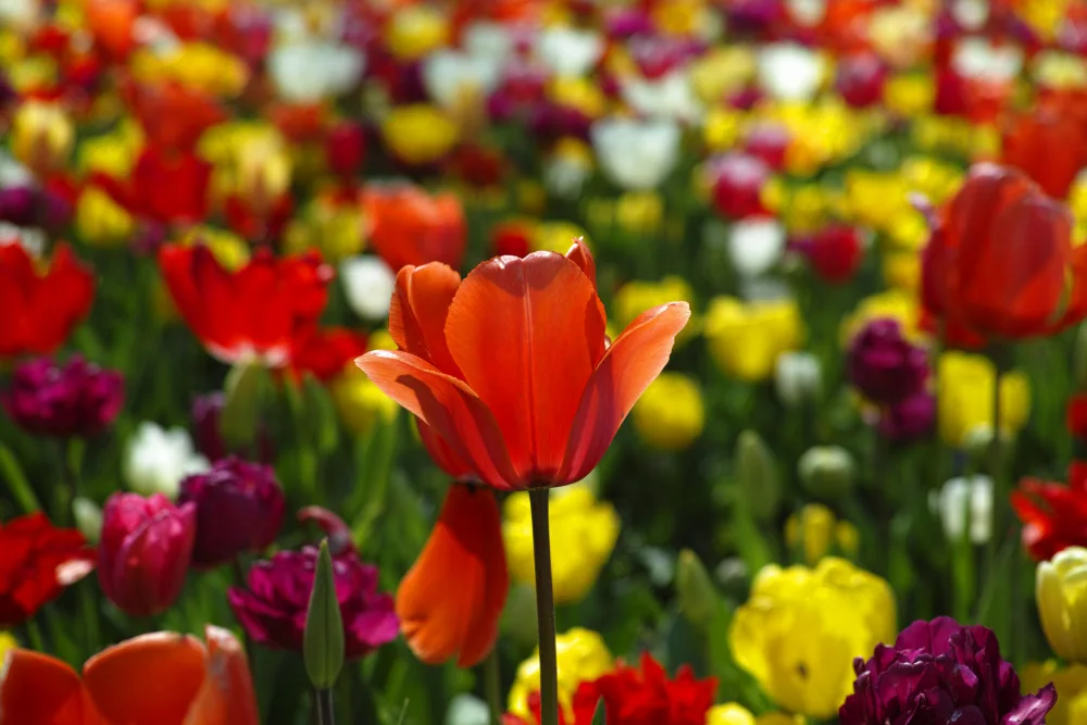 akyurt, engin: tulipani colorati