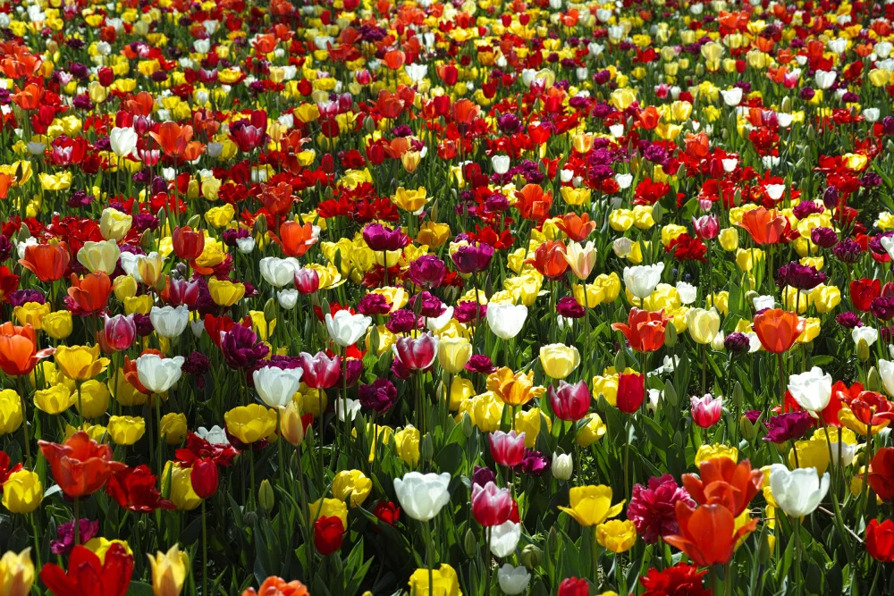 akyurt, engin: tulipani colorati
