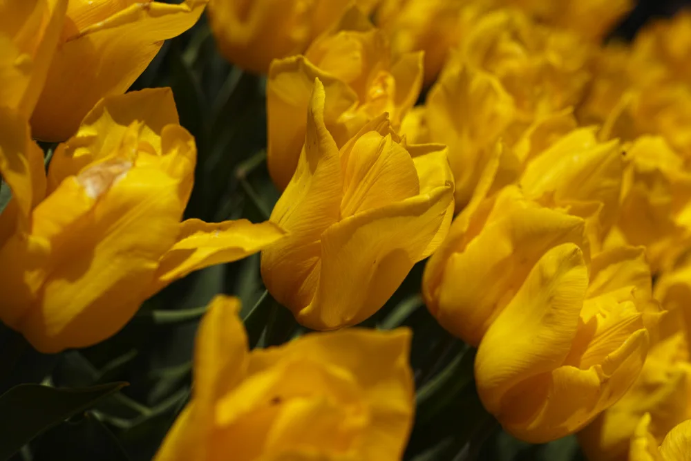 akyurt, engin: tulipani colorati