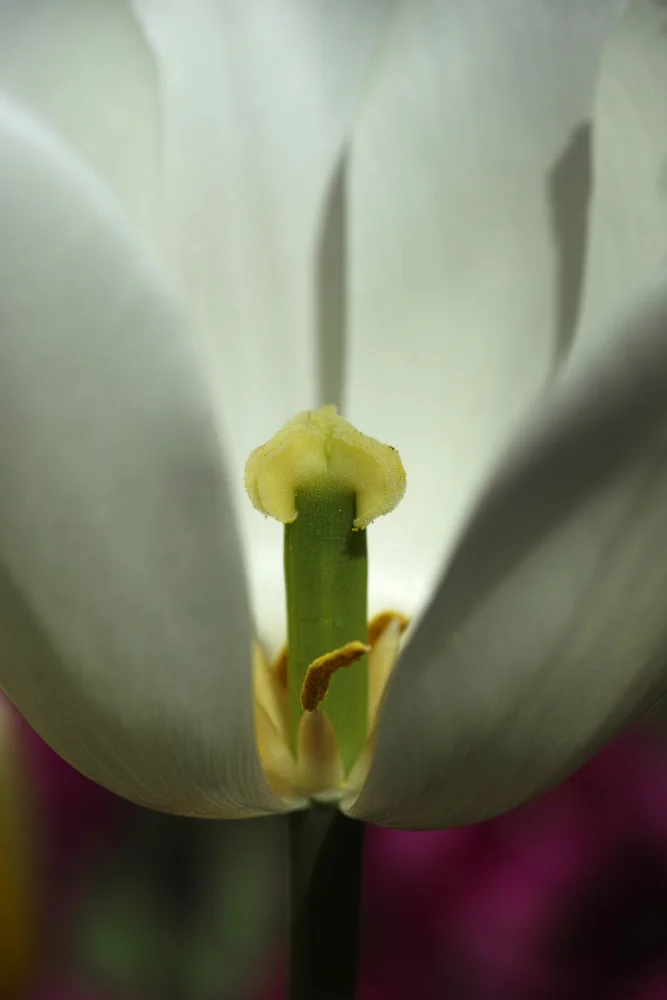 akyurt, engin: Weiße Tulpe aus nächster Nähe