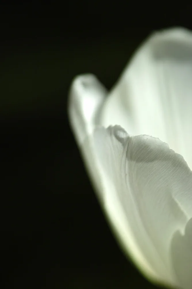 akyurt, engin: tulipe blanche gros plan