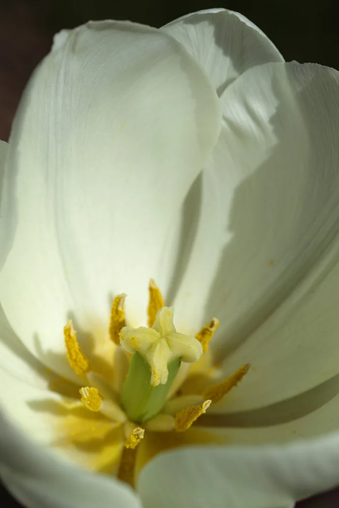 akyurt, engin: Weiße Tulpe aus nächster Nähe