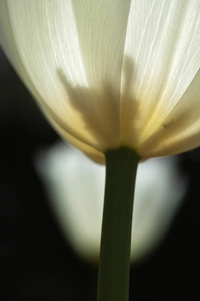 akyurt, engin: bílý tulipán zblízka