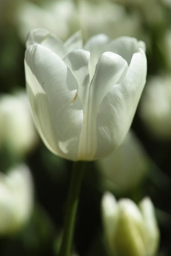 akyurt, engin: Weiße Tulpe aus nächster Nähe