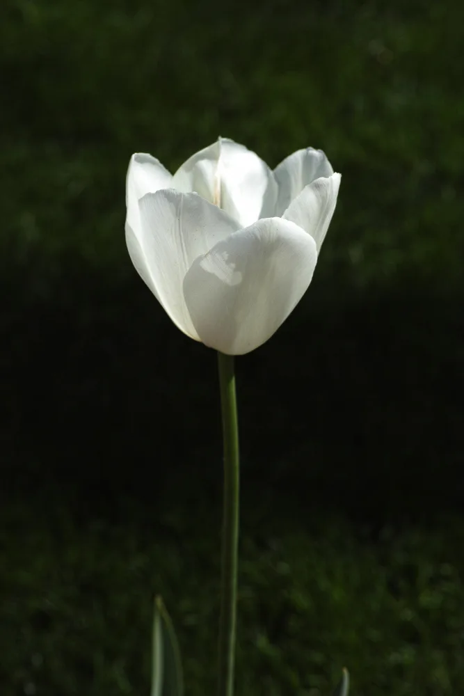 akyurt, engin: tulipano bianco da vicino