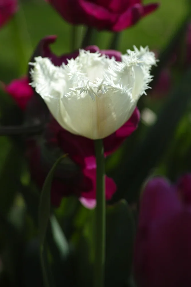 akyurt, engin: bílý tulipán zblízka