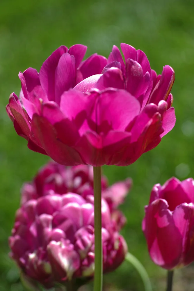 akyurt, engin: tulipano viola