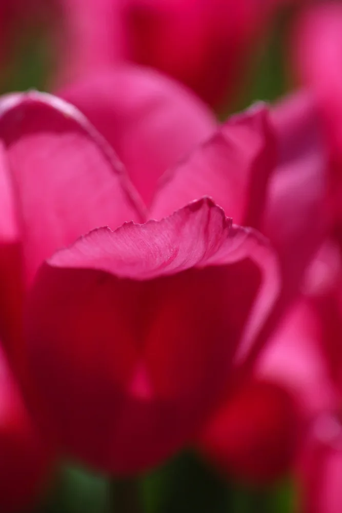 akyurt, engin: rosa Tulpe
