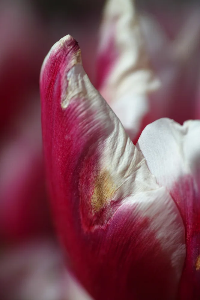 akyurt, engin: tulipano rosa