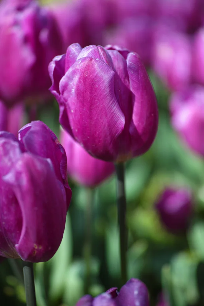 akyurt, engin: fialový tulipán