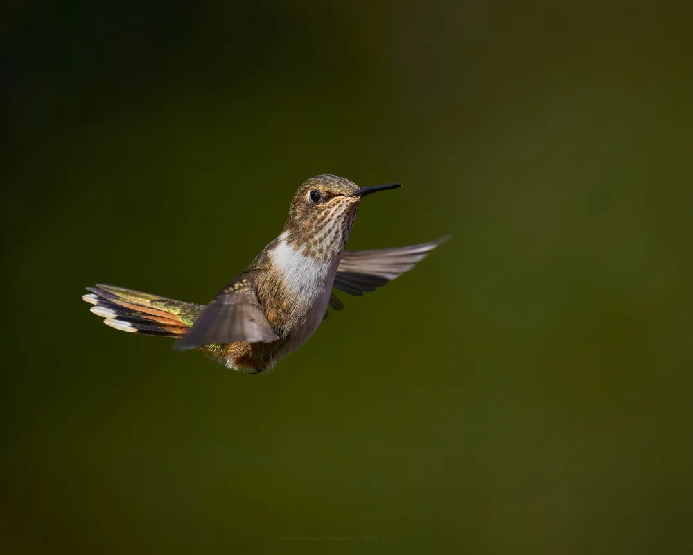 Sikand, Puneet: Volcano Humming Bird